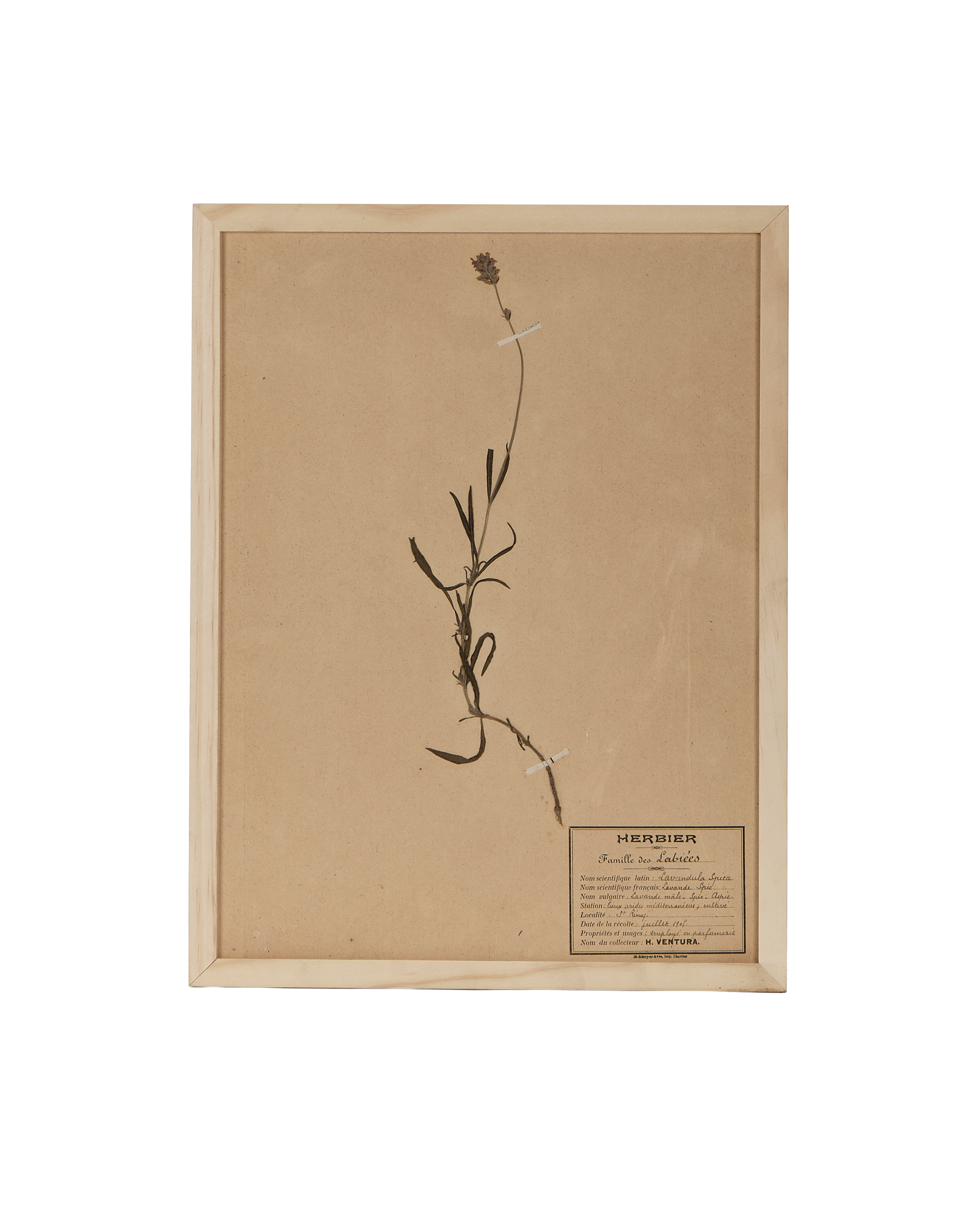 Vintage French herbarium pressed lavender in light oak frame.