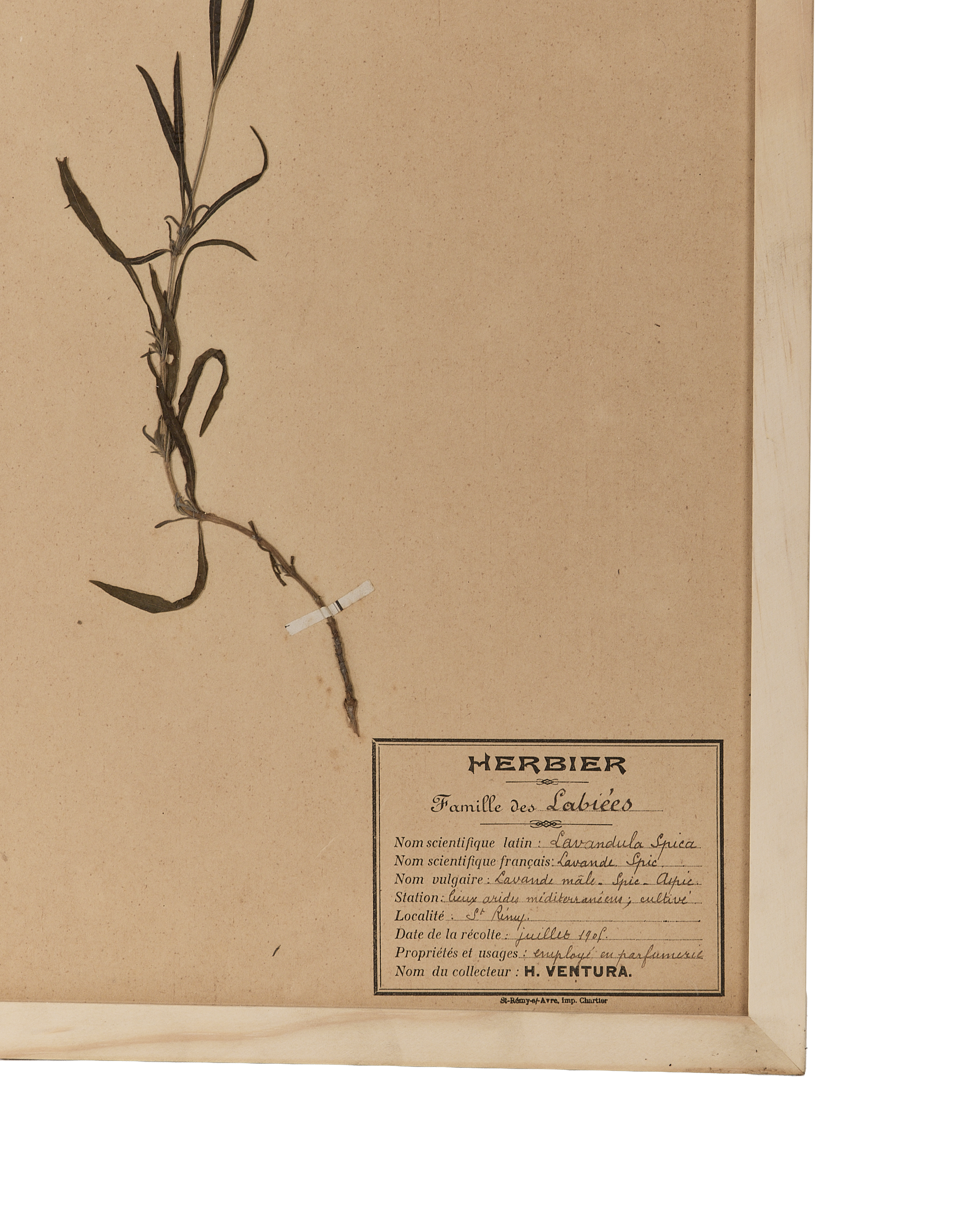 Vintage French Herbier lavender botanical art, showing the plant and descriptive label details.
