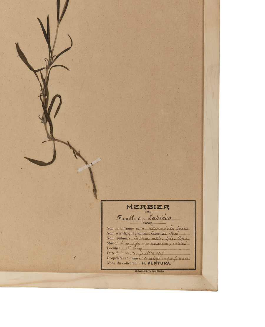 Vintage French Herbier lavender botanical art, showing the plant and descriptive label details.