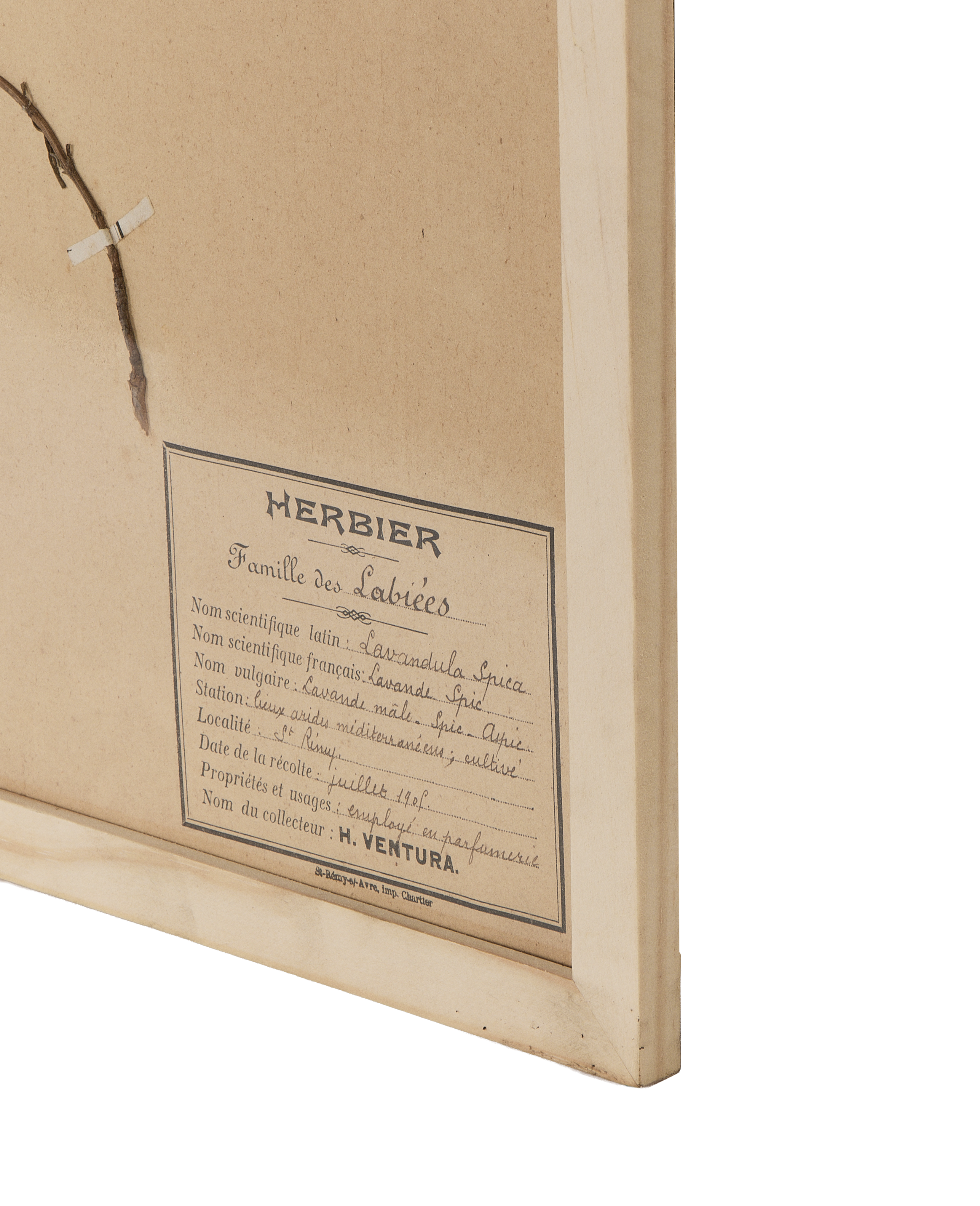Close-up of vintage French herbarium label with handwritten Lavandula Spica details, in original oak frame.