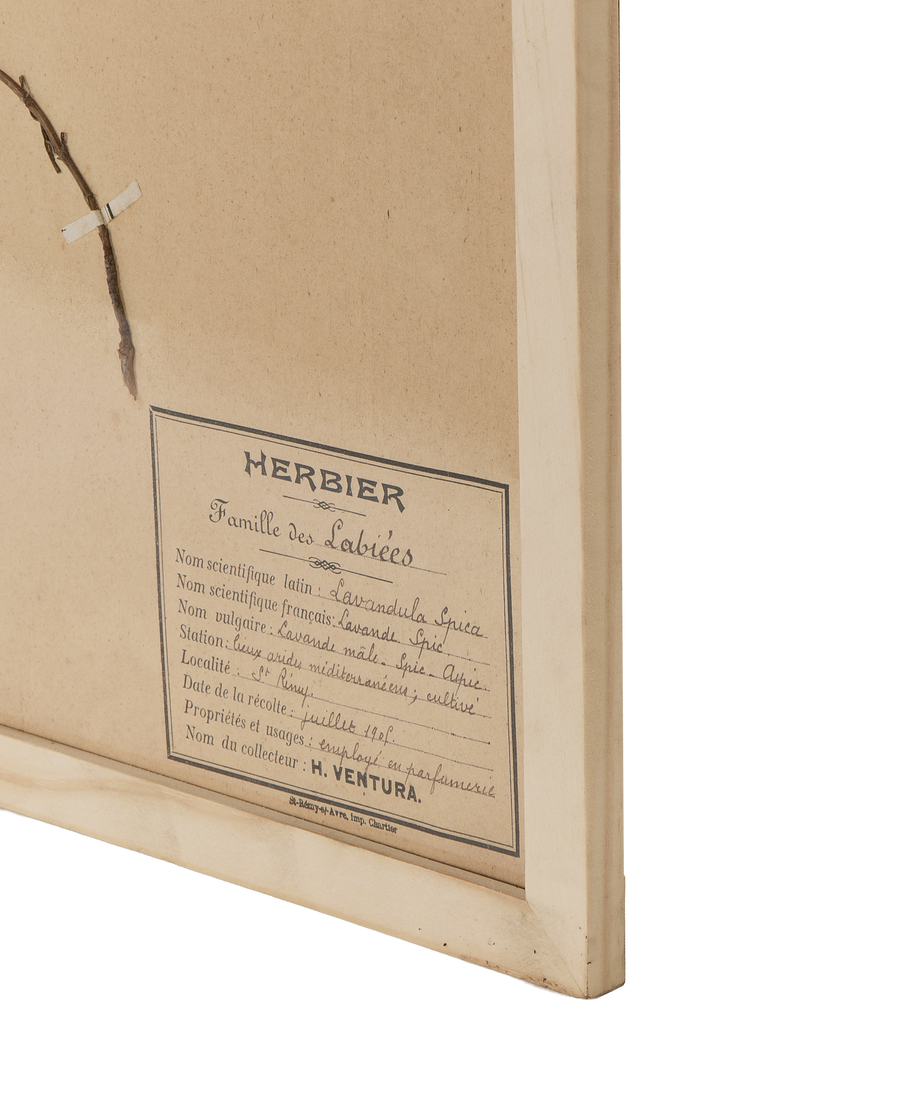 Close-up of vintage French herbarium label with handwritten Lavandula Spica details, in original oak frame.