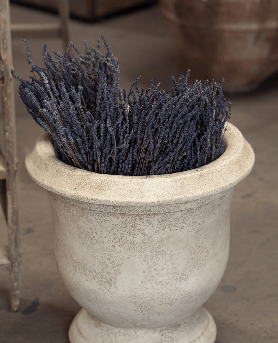 Exclusive Lavender Bunch from Domestic made of Lavender