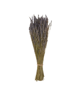 bundle of dried lavender stems tied together