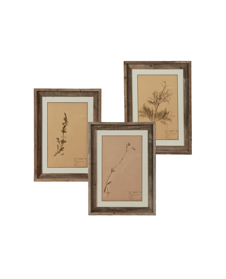 Les Fleurs du Temps - Assorted