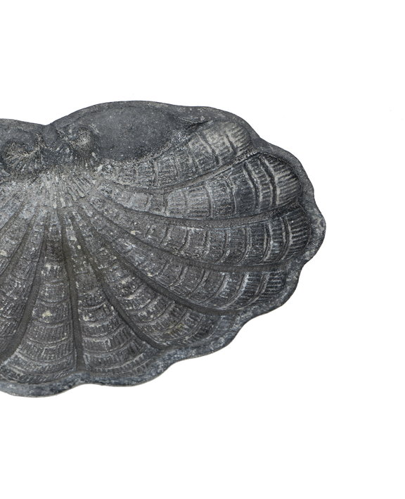 Small Shell Vide Poche