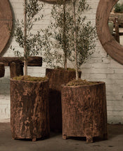 Nagaland Planter - Assorted